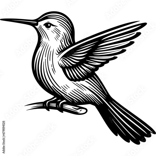 Bird colibri icon hand drawn vector design illustration