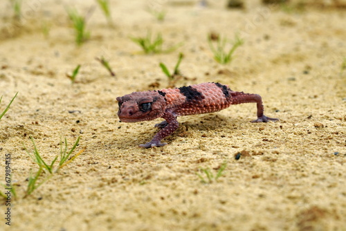 Nephrurus wheeleri, also known commonly as the banded knob-tailed gecko, the southern banded knob-tailed gecko, and Wheeler's knob-tailed gecko. The species is endemic to Australia photo