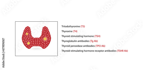 Thyroid function test, Thyroid gland. Hypothyroidism and hyperthyroidism. TSH, T3, T4 hormones. Thyroglobulin, Thyroid peroxidase and Thyroid stimulating hormone receptor antibodies. Vector design.