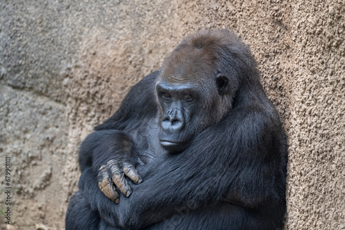 Adult Gorilla giving us the look © Jeannette