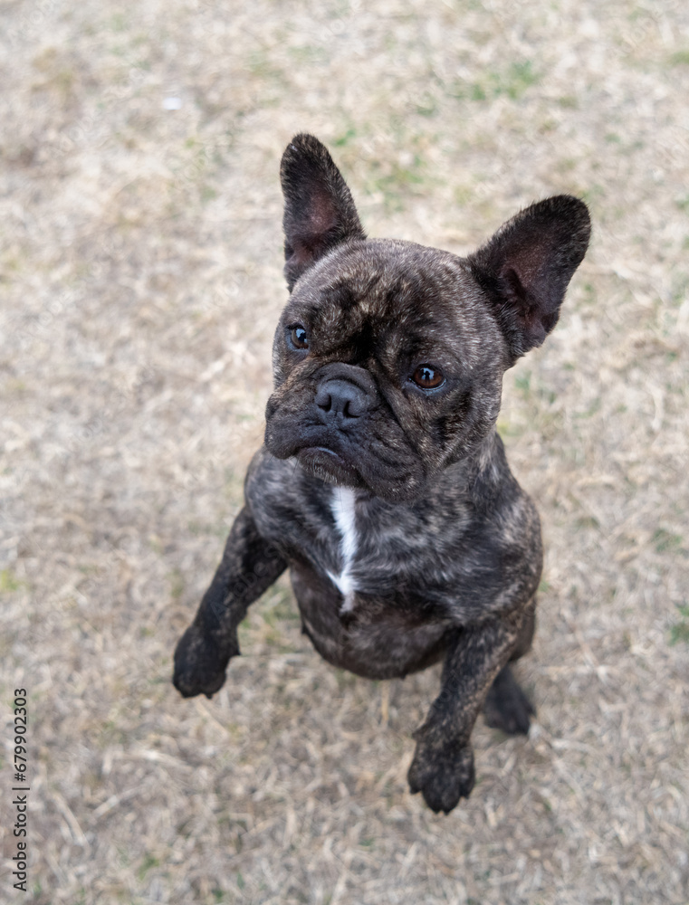Brindle French Bulldog standing on her hind legs