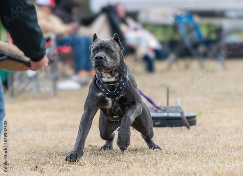 Cane Corso mastiff duing a weight pull challenge