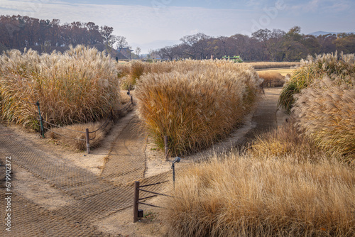 Gyeongju, South Korea - November 20 2023 