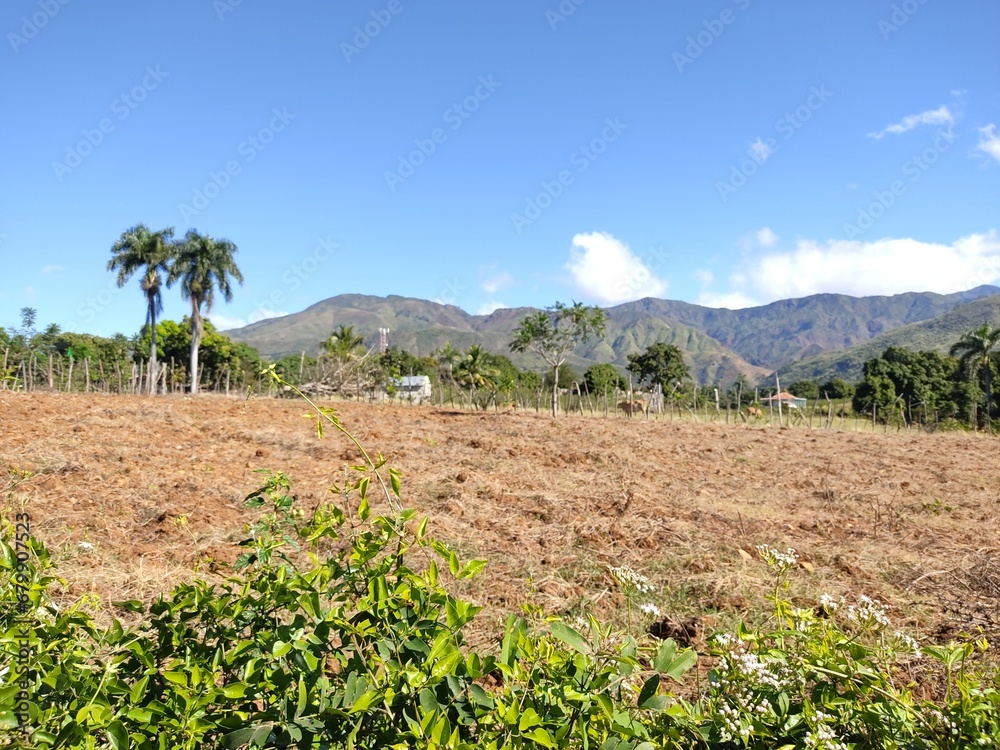 mountains, trees and planting vegetables