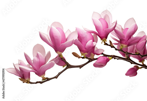 Pink spring magnolia flowers branch isolated on white background  cutout  png  Canva  Cherry blossom branch  flower petal illustration