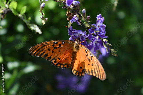 Mariposa sobre flores violetas  photo