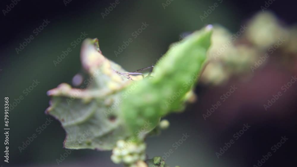 Ants and aphids work together to produce food in a mutually symbiotic relationship Ants and aphids work together to produce food in a mutually symbiotic relationship