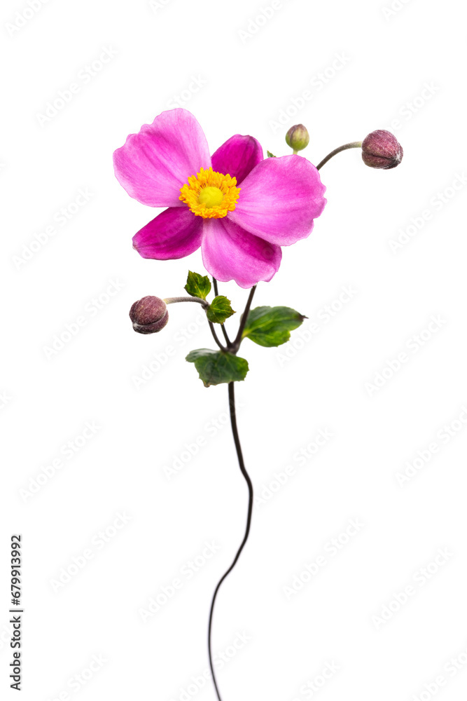シュウメイギク ハドスペン・アバンダンス Anemone hupehensis cv.’Hadspen Abundance’ シュウメイギク ハドスペン・アバンダンス Anemone hupehensis cv.’Hadspen Abundance’