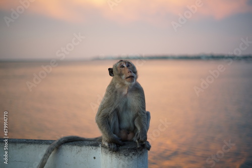 Alone monkey  photo
