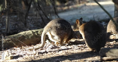 Young wallaby photo