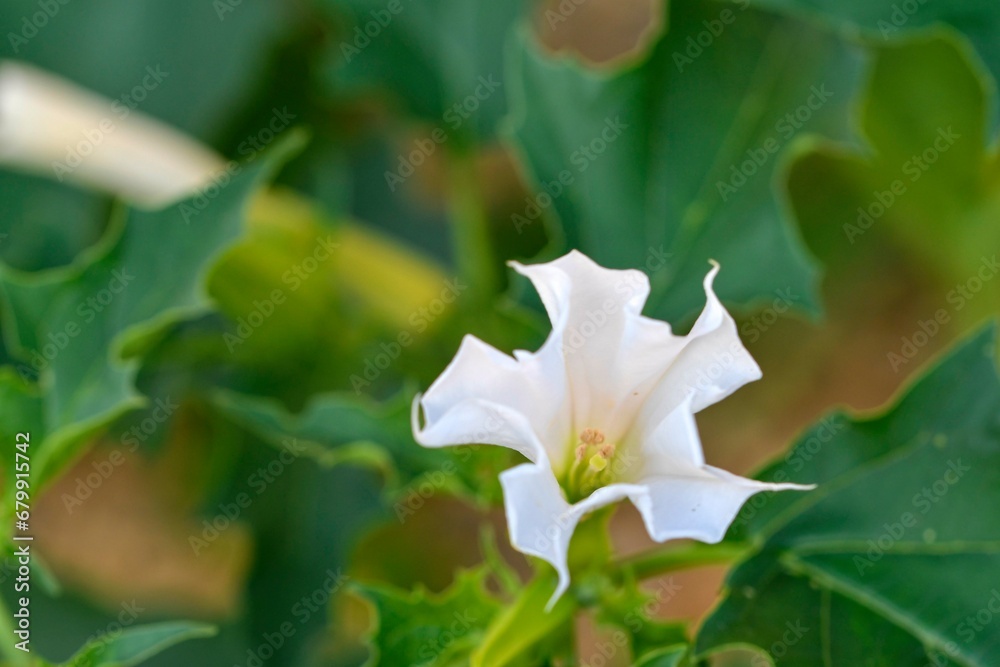 Datura stramonium, known by the common names thorn apple, jimsonweed jimson weed , devil's snare, or devil's trumpet, is a poisonous flowering plant of the nightshade family Solanaceae. Datura stramonium, known by the common names thorn apple, jimsonweed jimson weed , devil's snare, or devil's trumpet, is a poisonous flowering plant of the nightshade family Solanaceae.