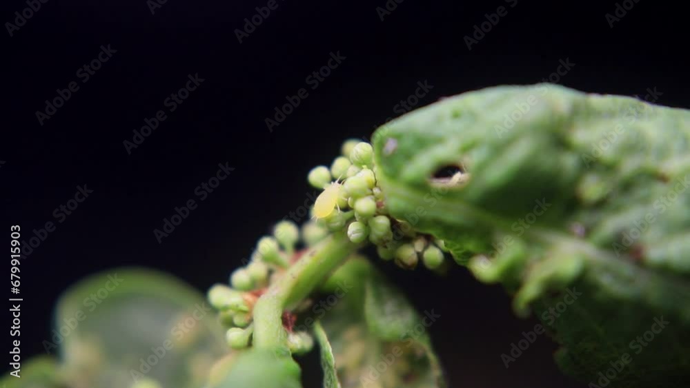 Ants and aphids work together to produce food in a mutually symbiotic relationship Ants and aphids work together to produce food in a mutually symbiotic relationship