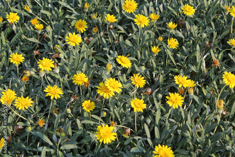 Group of yellow gazania flowers in a flowerbed