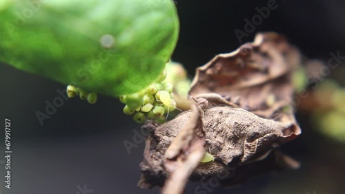 Ants and aphids work together to produce food in a mutually symbiotic relationship photo