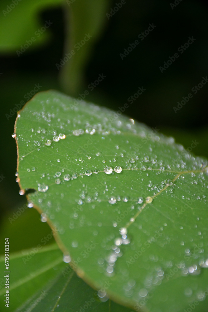 Curious forms of water droplets occur naturally after a rain. Art and drops conjugate to create curious shapes. Curious forms of water droplets occur naturally after a rain. Art and drops conjugate to create curious shapes.