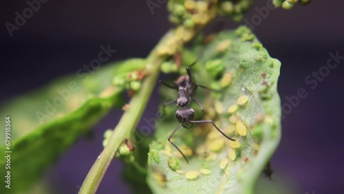 Ants and aphids work together to produce food in a mutually symbiotic relationship photo