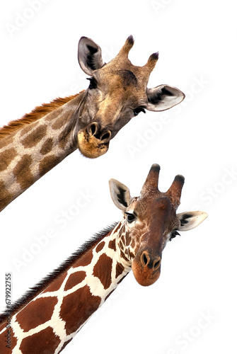 Heads of two giraffes against a pristine white background