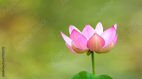 Summer elegance, blooming lotus blossom © mbolina