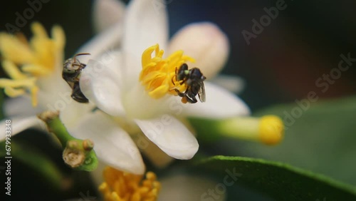 Trigona laeviceps is a species of stingless bee found in certain regions of Asia, particularly in countries like Indonesia, Malaysia, and Thailand photo