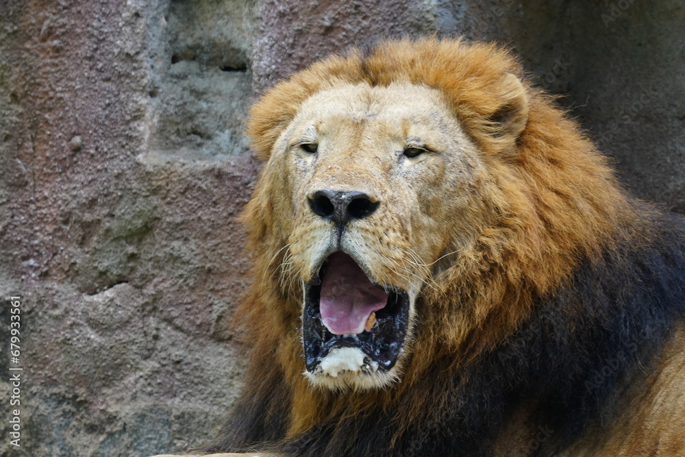 Lions (Panthera leo) are iconic and majestic big cats known for their strength, social structure, and dominance as apex predators in their habitats. |雄獅子 Lions (Panthera leo) are iconic and majestic big cats known for their strength, social structure, and dominance as apex predators in their habitats. |雄獅子
