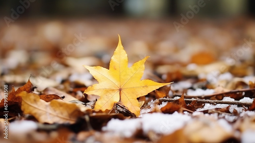 autumn leaves on the ground HD 8K wallpaper Stock Photographic Image 