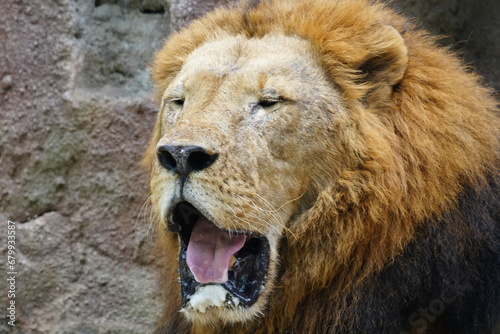 Lions (Panthera leo) are iconic and majestic big cats known for their strength, social structure, and dominance as apex predators in their habitats.  雄獅子 © Jimmy