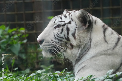 White tigers are a rare variant of Bengal tigers (Panthera tigris tigris) characterized by their striking white fur with black or dark brown stripes. |白老虎 photo