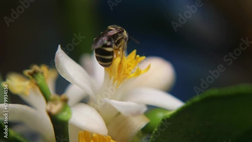 Trigona laeviceps is a species of stingless bee found in certain regions of Asia, particularly in countries like Indonesia, Malaysia, and Thailand photo