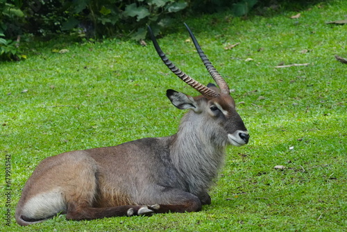 The waterbuck (Kobus ellipsiprymnus) is a large antelope found widely in sub-Saharan Africa.|水羚 photo