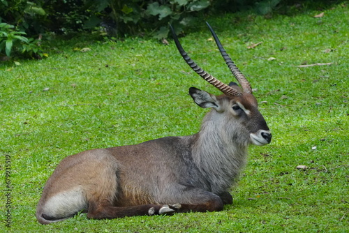 The waterbuck (Kobus ellipsiprymnus) is a large antelope found widely in sub-Saharan Africa.|水羚 photo
