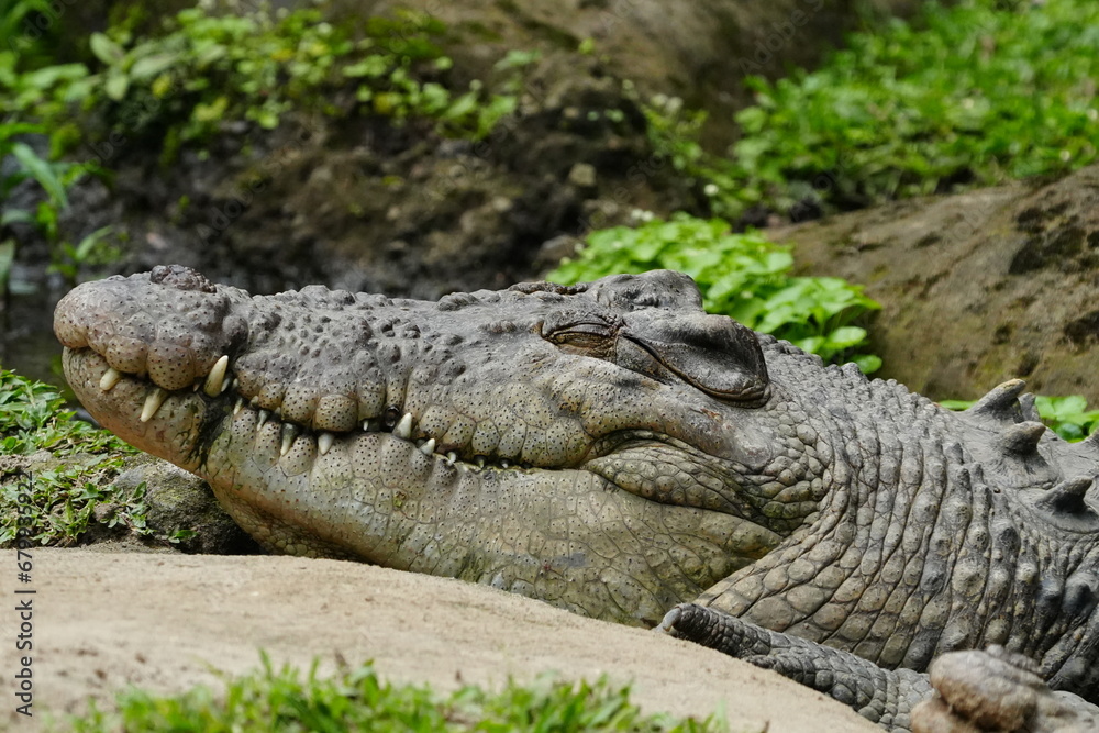 Fototapeta premium Crocodiles are large, aquatic reptiles belonging to the order Crocodylia, which also includes alligators, caimans, and gharials. |鳄鱼