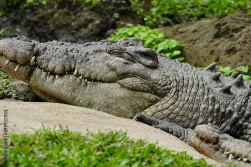Crocodiles are large  aquatic reptiles belonging to the order Crocodylia  which also includes alligators  caimans  and gharials.        