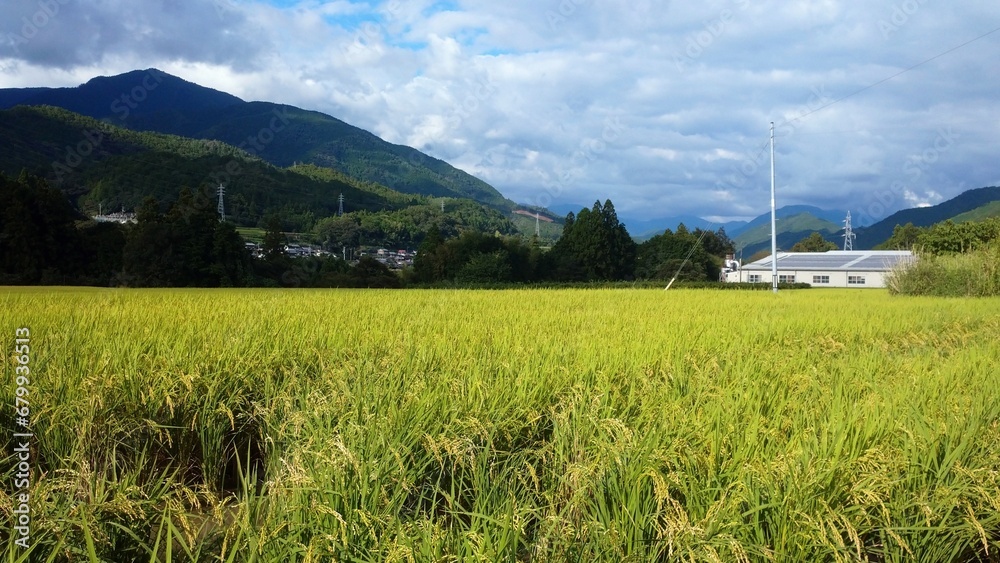 Fototapeta premium paddy field and mountains