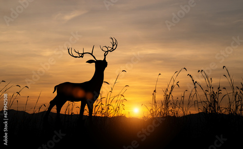 Silhouette of deer with antler in meadow field against sky sunrise background. Wildlife conservation concept