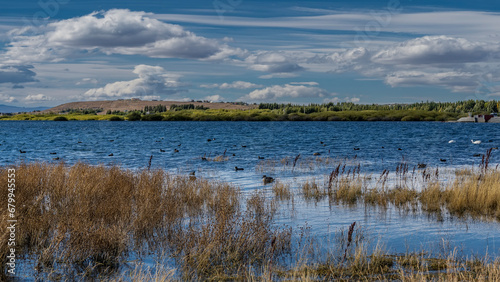 Fototapeta Naklejka Na Ścianę i Meble -  A flock of white and black ducks swim in a blue lake. Yellowed grass at the water's edge. Green hills against a blue sky and clouds in the distance. Redonda Bay. Lago Argentino. El Calafate. Argentina