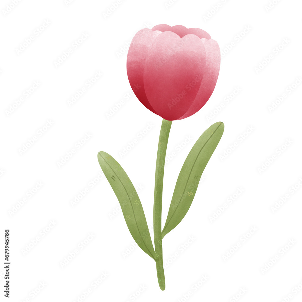 tulip isolated on red tulip isolated on red
