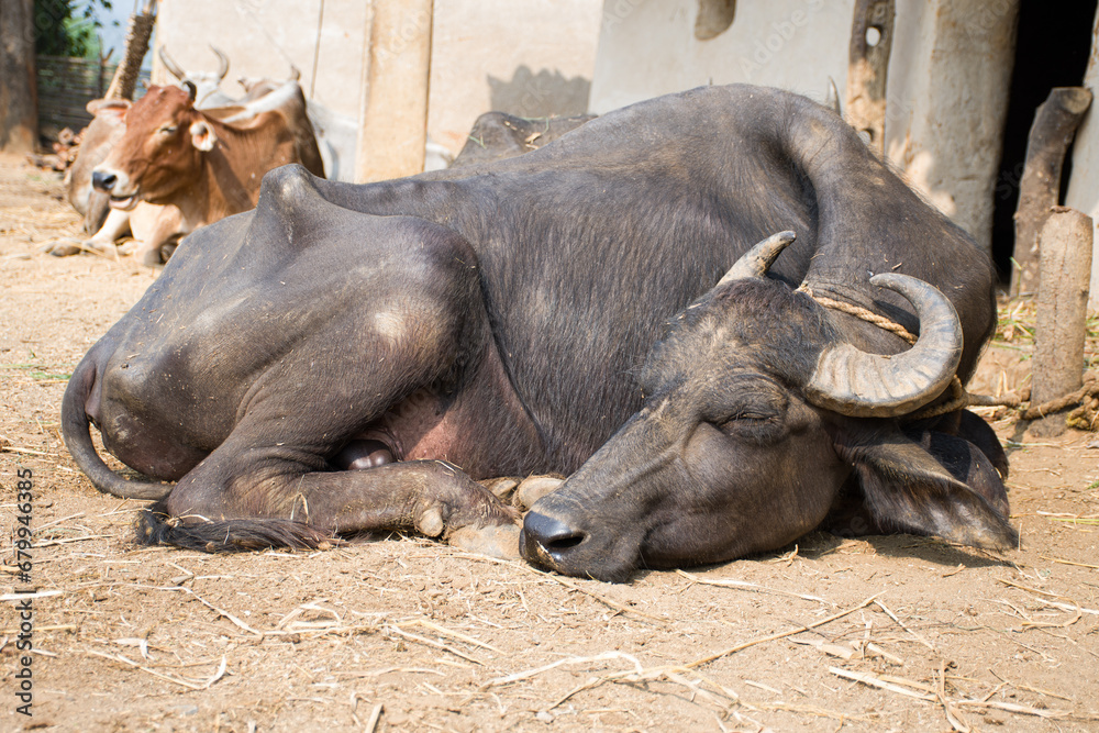 Fototapeta premium Indian Buffalo resting in village