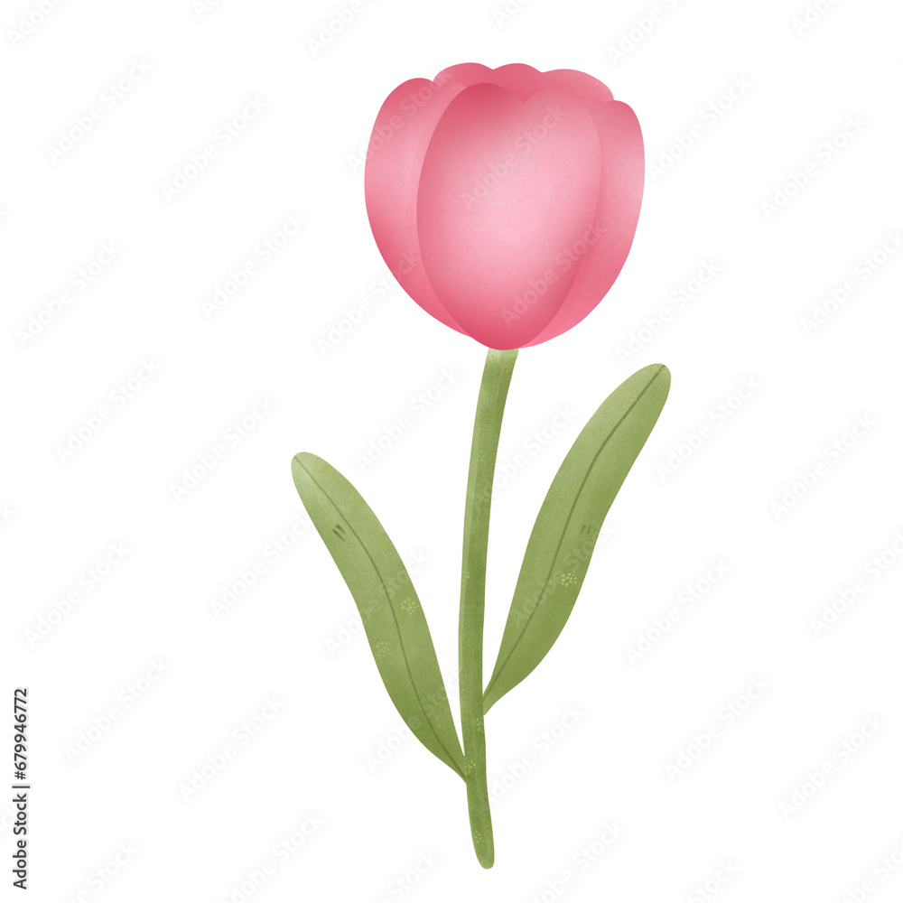 Red tulip 