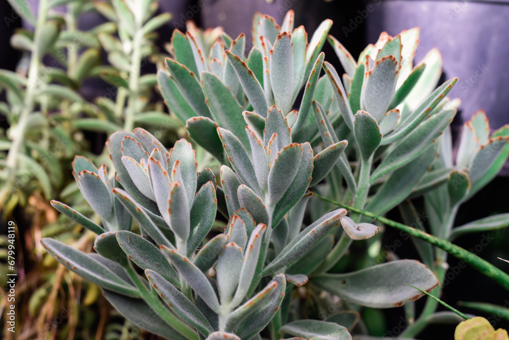 Kalanchoe tomentosa,also known as pussy ears or panda plant Kalanchoe tomentosa,also known as pussy ears or panda plant
