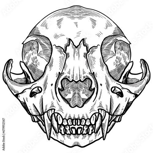 a cat skull and bones hand drawing vector