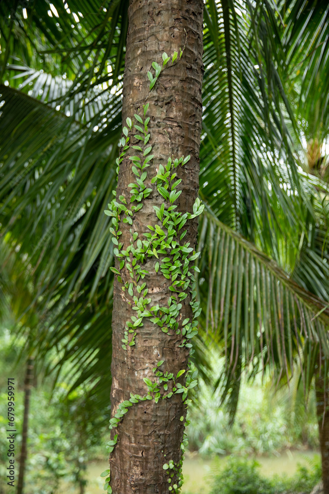 Fototapeta premium Parasitic vine wrapped around tree trunk in tropical forest