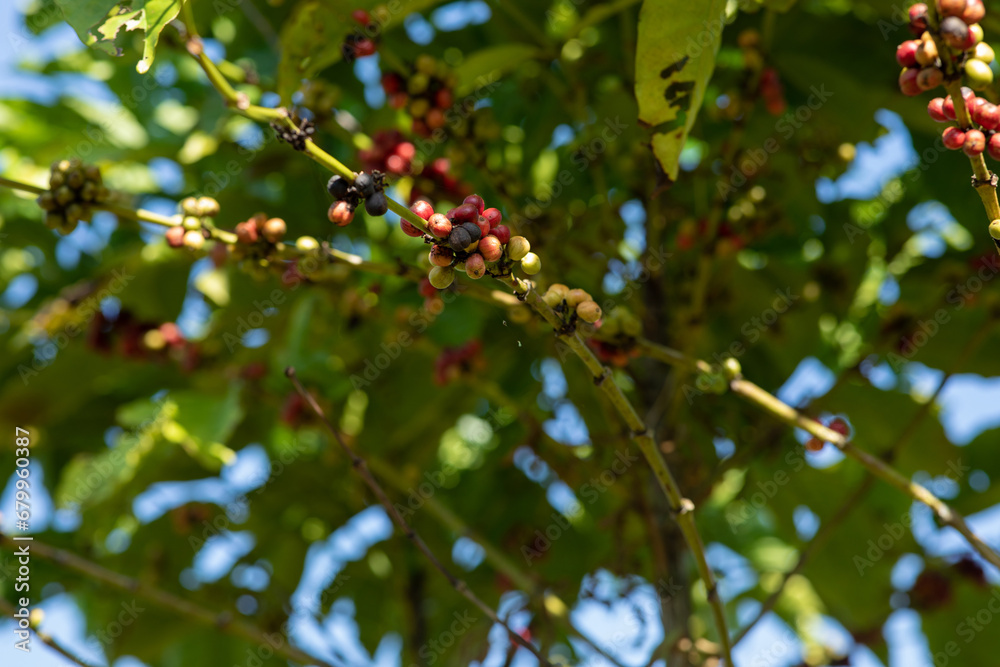 Coffee beans grow on tree Coffee beans grow on tree