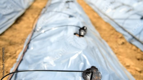 Panning view of Water Drip irrigation system in greenhouse 