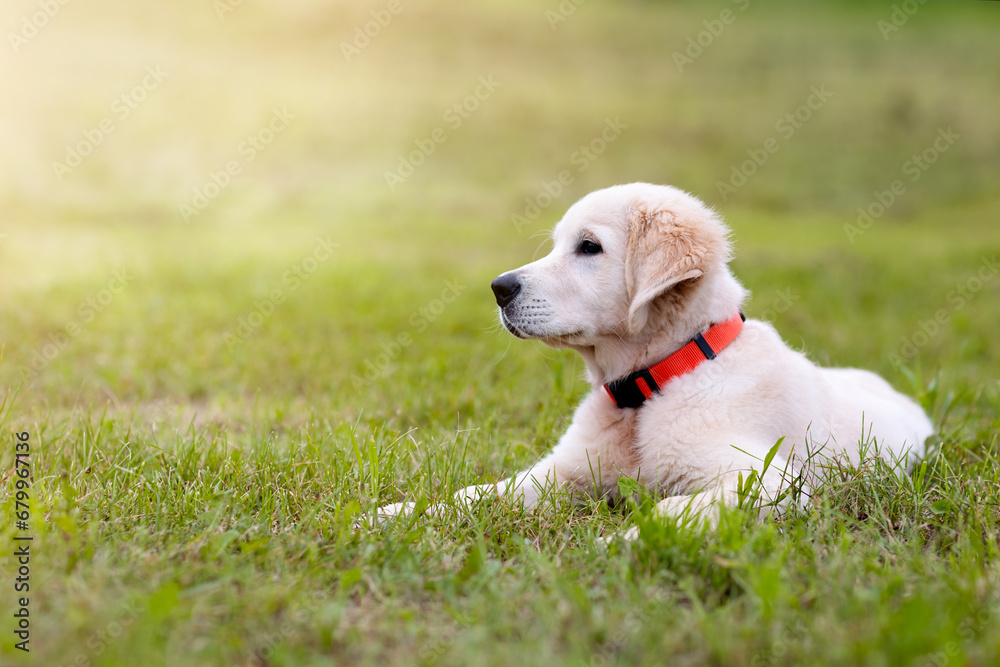 golden retriever puppy in the meadow