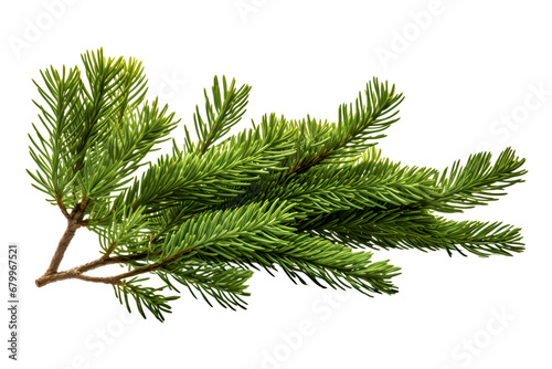 Isolated green fir tree branch on white
