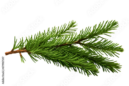 Branch of a pine tree on white