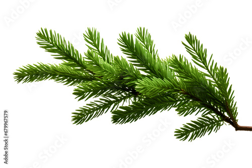 Green branch of fir tree isolated on white