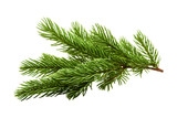 Green christmas branch of a pine on white