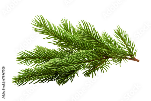 Green christmas branch of a pine on white