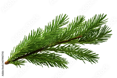 Close up branch of a pine on white background
